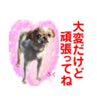Smilewanの仲間達③（個別スタンプ：31）