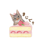 ほっこり猫と食べ物5（個別スタンプ：12）