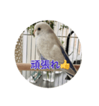 可愛い鳥さんです。ただそれだけ（個別スタンプ：1）