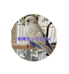 可愛い鳥さんです。ただそれだけ（個別スタンプ：3）