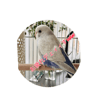 可愛い鳥さんです。ただそれだけ（個別スタンプ：4）