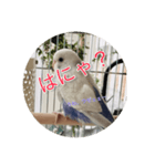 可愛い鳥さんです。ただそれだけ（個別スタンプ：5）