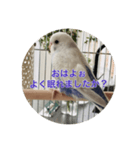 可愛い鳥さんです。ただそれだけ（個別スタンプ：7）
