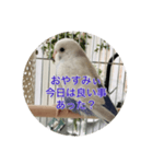 可愛い鳥さんです。ただそれだけ（個別スタンプ：8）