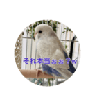 可愛い鳥さんです。ただそれだけ（個別スタンプ：11）