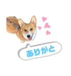 どろんコーギーこむぎ2（個別スタンプ：1）