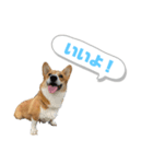 どろんコーギーこむぎ2（個別スタンプ：2）