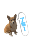 どろんコーギーこむぎ2（個別スタンプ：3）