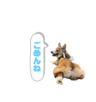 どろんコーギーこむぎ2（個別スタンプ：4）