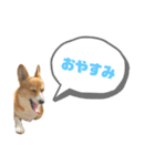 どろんコーギーこむぎ2（個別スタンプ：5）