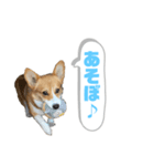 どろんコーギーこむぎ2（個別スタンプ：9）