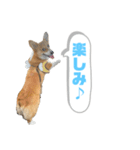 どろんコーギーこむぎ2（個別スタンプ：10）