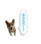 どろんコーギーこむぎ2（個別スタンプ：11）