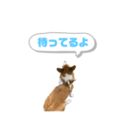 どろんコーギーこむぎ2（個別スタンプ：12）