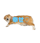 どろんコーギーこむぎ2（個別スタンプ：13）