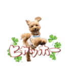 つかちゃんと将太朗（個別スタンプ：4）