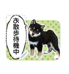 黒柴犬 の♡メッセージ♡スタンプ02 豆柴（個別スタンプ：2）