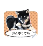 黒柴犬 の♡メッセージ♡スタンプ02 豆柴（個別スタンプ：4）