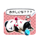 黒柴犬 の♡メッセージ♡スタンプ02 豆柴（個別スタンプ：5）