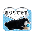 黒柴犬 の♡メッセージ♡スタンプ02 豆柴（個別スタンプ：7）