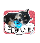 黒柴犬 の♡メッセージ♡スタンプ02 豆柴（個別スタンプ：10）