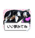 黒柴犬 の♡メッセージ♡スタンプ02 豆柴（個別スタンプ：14）