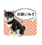 黒柴犬 の♡メッセージ♡スタンプ02 豆柴（個別スタンプ：16）