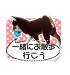 黒柴犬 の♡メッセージ♡スタンプ02 豆柴（個別スタンプ：20）