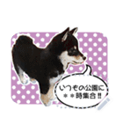 黒柴犬 の♡メッセージ♡スタンプ02 豆柴（個別スタンプ：22）