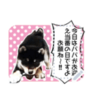 黒柴犬 の♡メッセージ♡スタンプ02 豆柴（個別スタンプ：24）