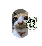 ちくわのちくスタンプ（個別スタンプ：3）