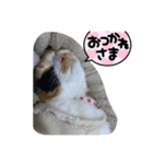ちくわのちくスタンプ（個別スタンプ：12）