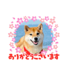 柴犬 ねねちゃん（個別スタンプ：2）