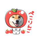 柴犬 ねねちゃん（個別スタンプ：3）