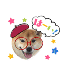 柴犬 ねねちゃん（個別スタンプ：4）