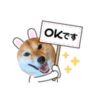 柴犬 ねねちゃん（個別スタンプ：5）