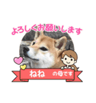 柴犬 ねねちゃん（個別スタンプ：7）