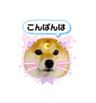 柴犬 ねねちゃん（個別スタンプ：10）