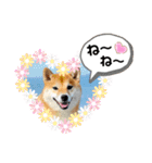 柴犬 ねねちゃん（個別スタンプ：11）