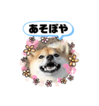 柴犬 ねねちゃん（個別スタンプ：12）