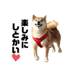 柴犬 ねねちゃん（個別スタンプ：15）