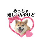 柴犬 ねねちゃん（個別スタンプ：16）