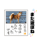 柴犬 ねねちゃん（個別スタンプ：17）