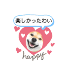 柴犬 ねねちゃん（個別スタンプ：18）