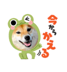 柴犬 ねねちゃん（個別スタンプ：22）