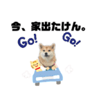柴犬 ねねちゃん（個別スタンプ：23）
