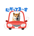 柴犬 ねねちゃん（個別スタンプ：24）