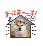 柴犬 ねねちゃん（個別スタンプ：25）
