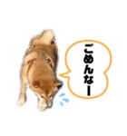 柴犬 ねねちゃん（個別スタンプ：27）