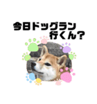 柴犬 ねねちゃん（個別スタンプ：29）